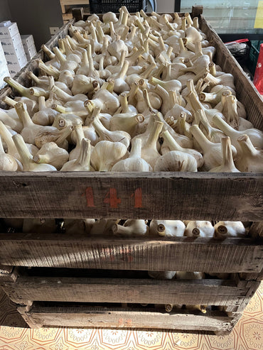 Aglione Fresco 100% Bio di Collina di Val d'Orcia 2,2KG