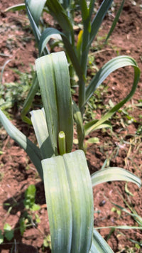 Tallo a tocchetti sott'olio di Girasole Bio